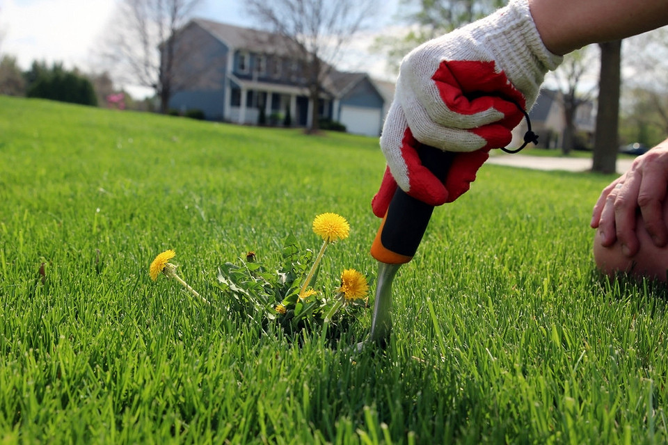 Заботливый американец кормит с ложечки свой домашний одуванчик, природа удивительна