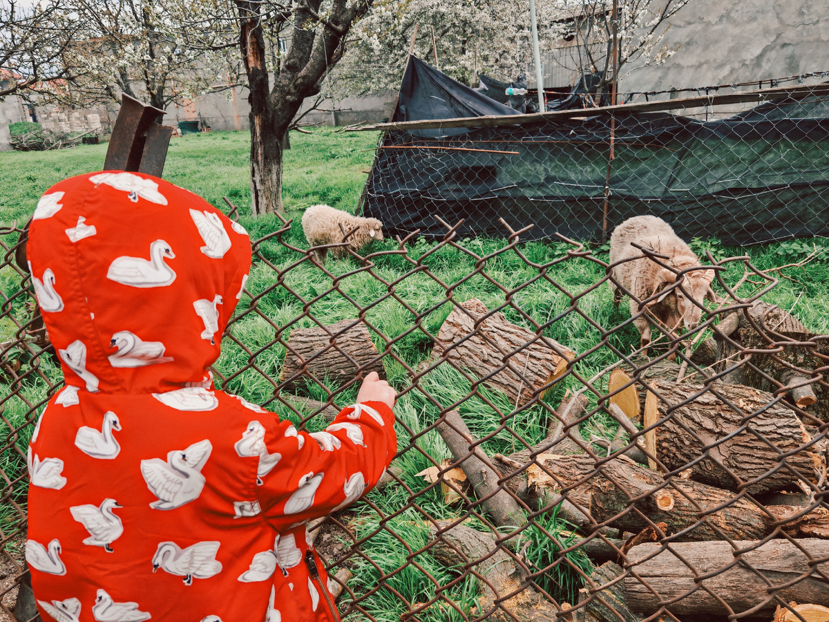 Вот такая контактная ферма (обычная,  то есть,  частная),  недалеко от дома. 