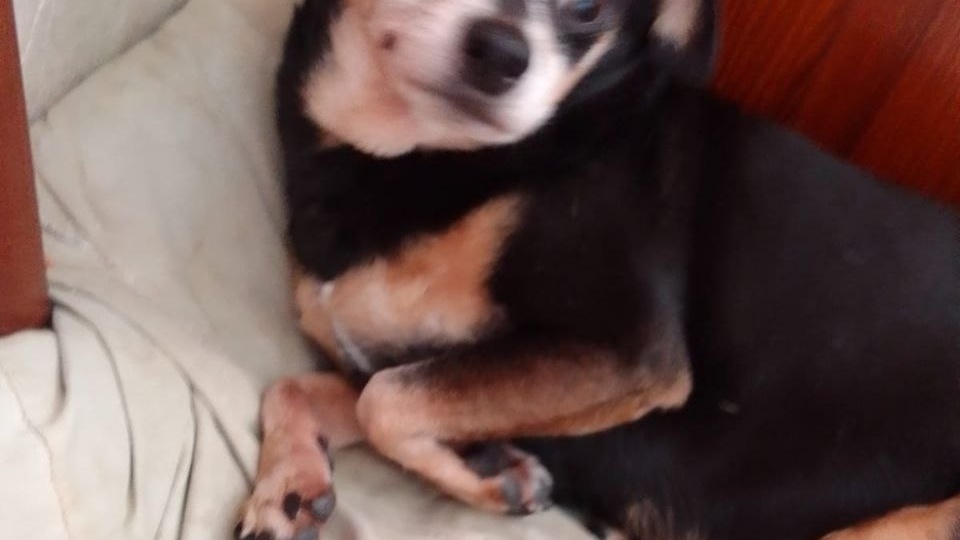 🐾 Привет из дома от Мартина — маленького урагана с большим сердцем!