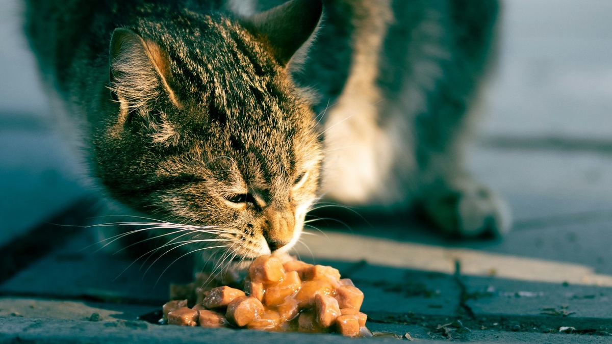    Правильное питание — основа здоровья как домашних, так и бездомных животных