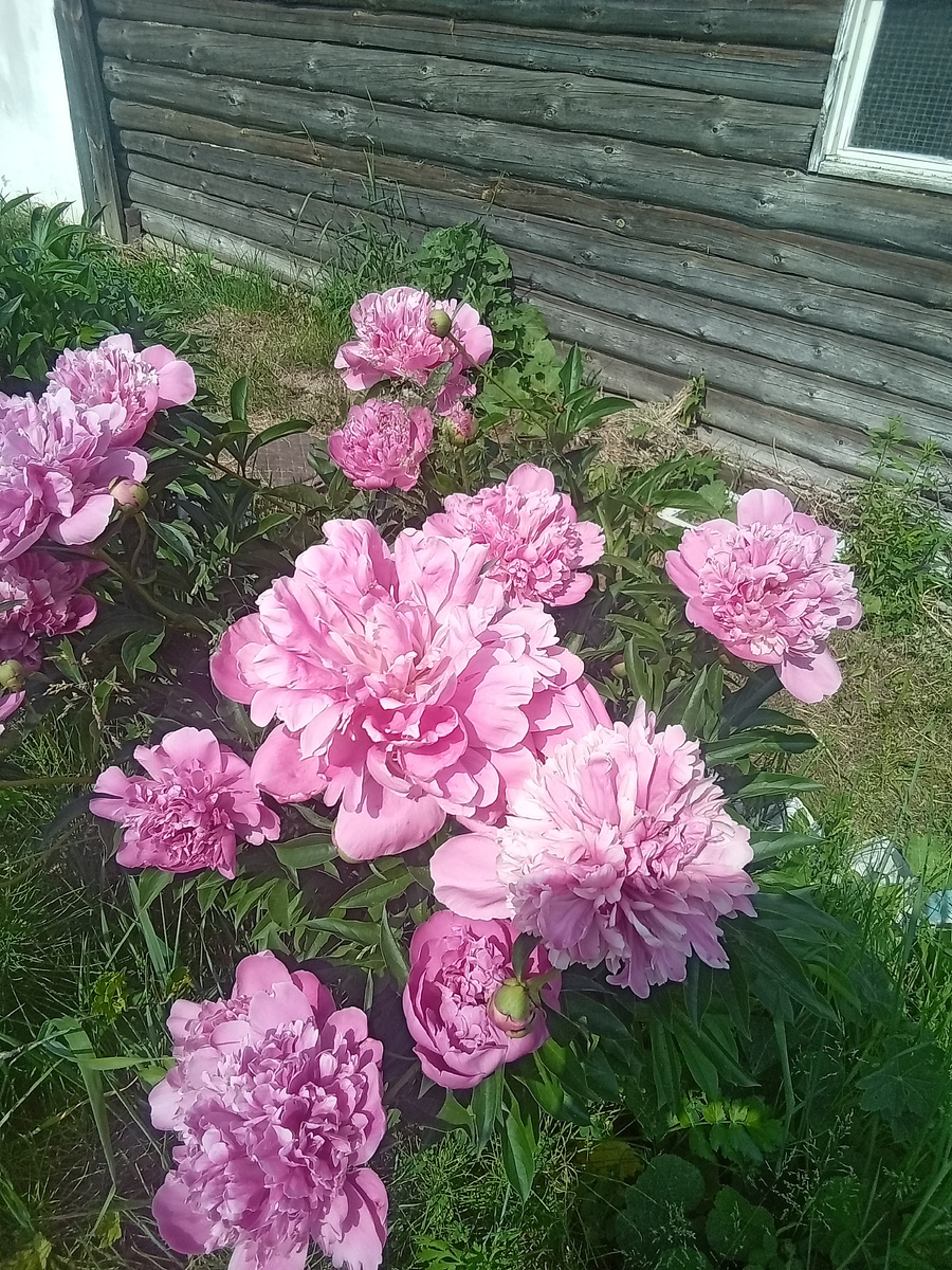 Фото автора. 