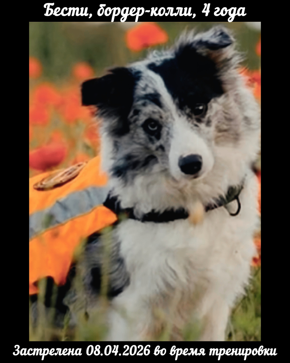 Бордер-колли Бести из поискового отряда «Лиза Аллерт»