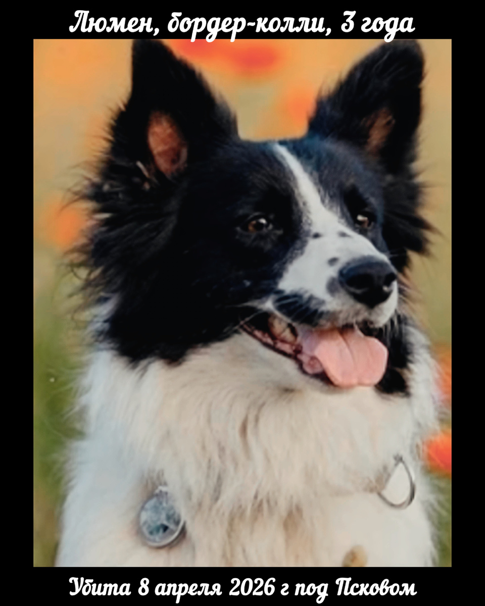 Бордер-колли Люмен из «ЛизаАллерт»