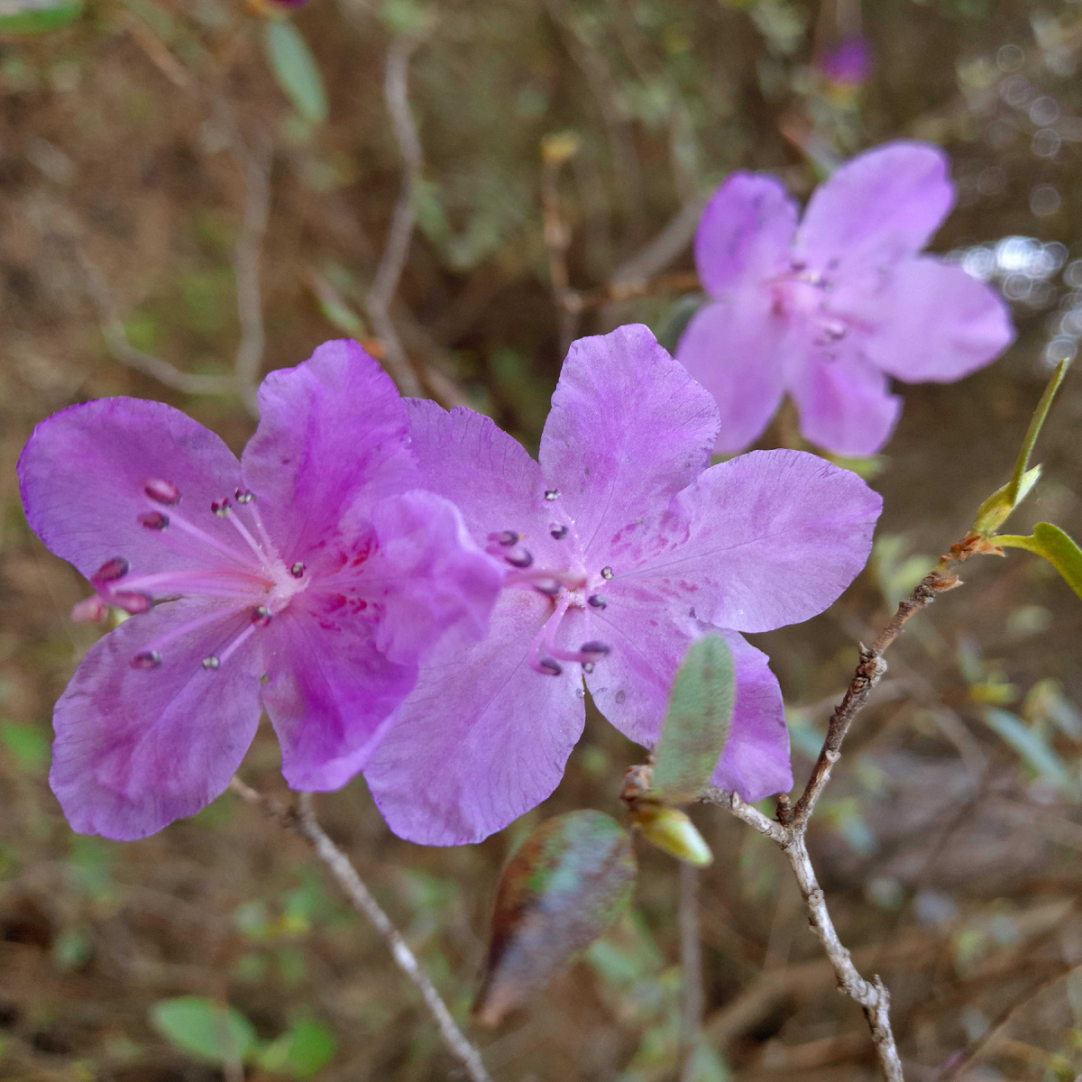 Маральник занесён в региональную Красную книгу Республики Алтай. Фото автора.