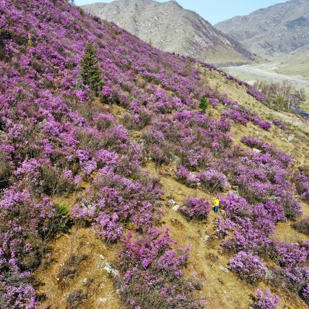 Цветение маральника на Горном Алтае в начале мае. Нашли меня в кадре? Фото автора.