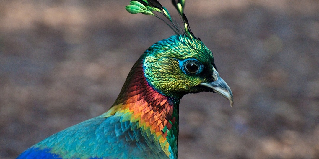 Забудьте утку-мандаринку — вот еще 6 красивых птиц, которых можно встретить в Китае