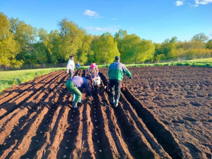 Как выбрать семена картофеля: черемшанцы делятся секретами хорошего урожая