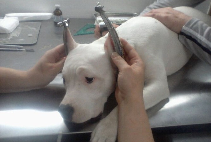 Эстетическое купирование ушей. Фото из соцсетей