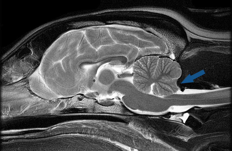 Аномалия Киари. Фото: vethospital.ru