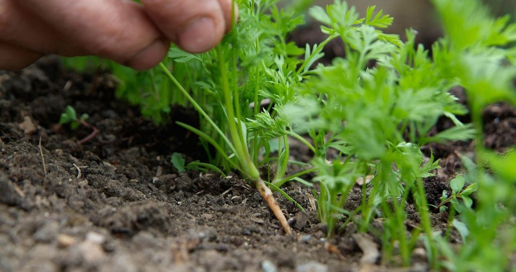 Когда можно начинать сажать морковь ?