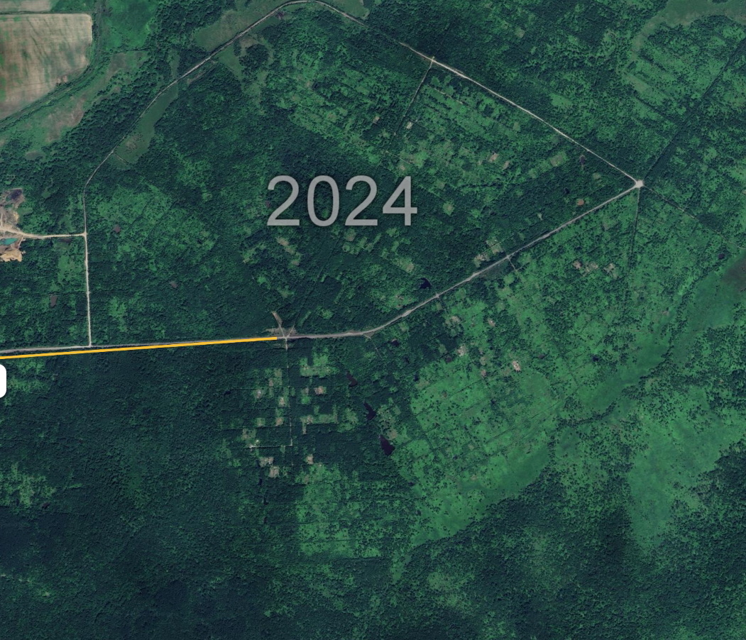 Лес наступает на брошенные садовые участки. 2024 год.