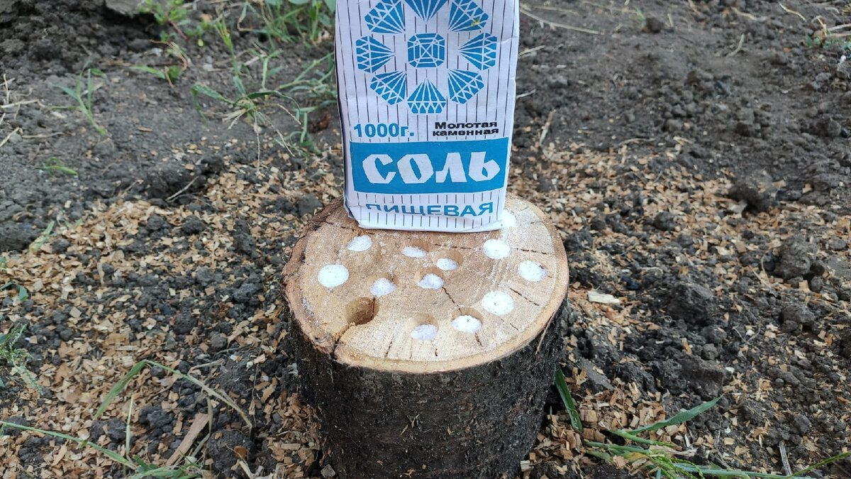 Источник изображения: https://svoevse.ru/