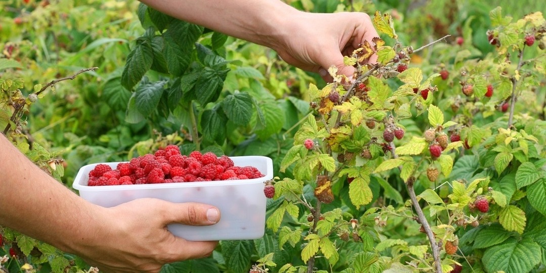 Болезни малины и их лечение