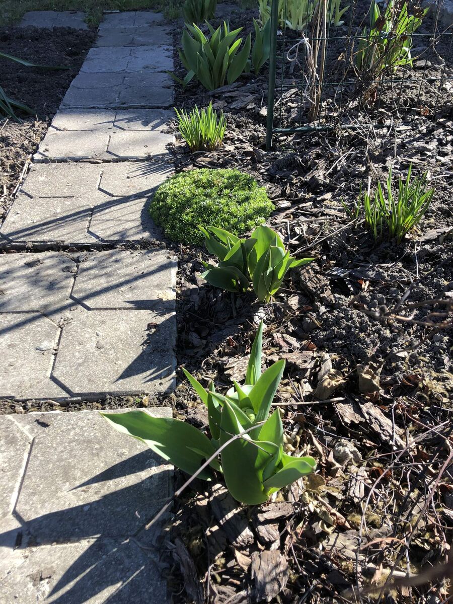   Цветники на даче потихоньку оживают, фото автора статьи.