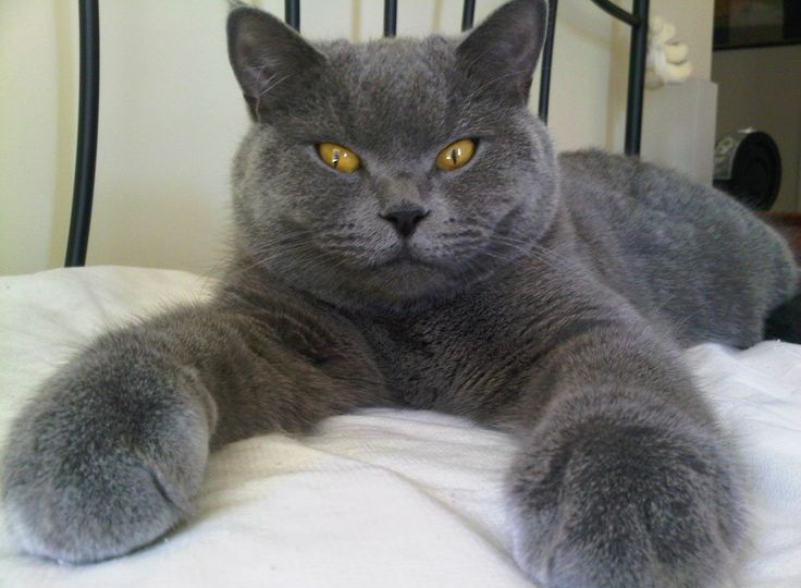 😸Как определить возраст кошки: детективное расследование от первого лица