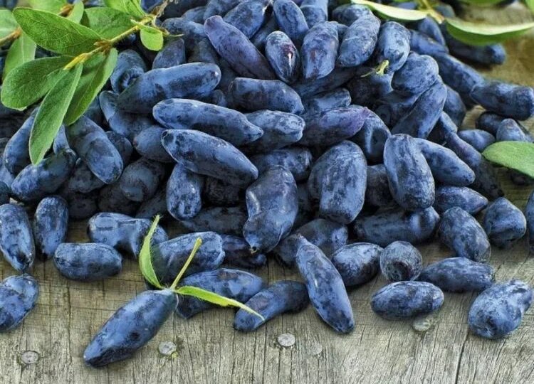 Апрельский уход за жимолостью: чтобы ягоды не горчили и были крупными