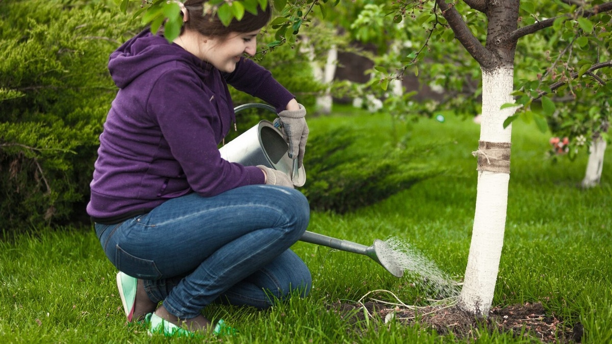 Лью не под ствол, а по проекции кроны. Именно здесь корни, которые всасывают питание
