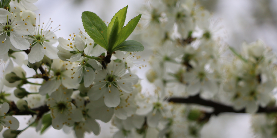 Рассказываю, чем подкормить вишню весной: схема из 3 шагов, которую не меняю много лет