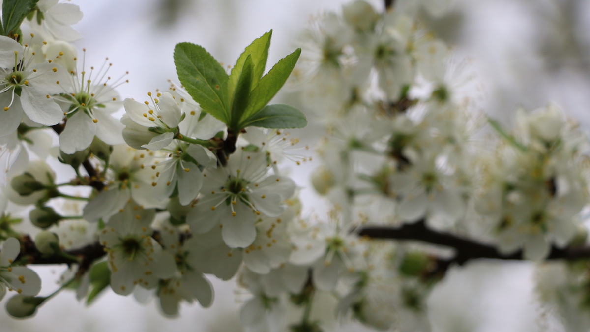 Вот так выглядит дерево, которое получило правильное питание весной и в мае уже обещает урожай