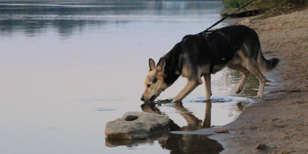 Почему нам бывает стыдно за свою собаку