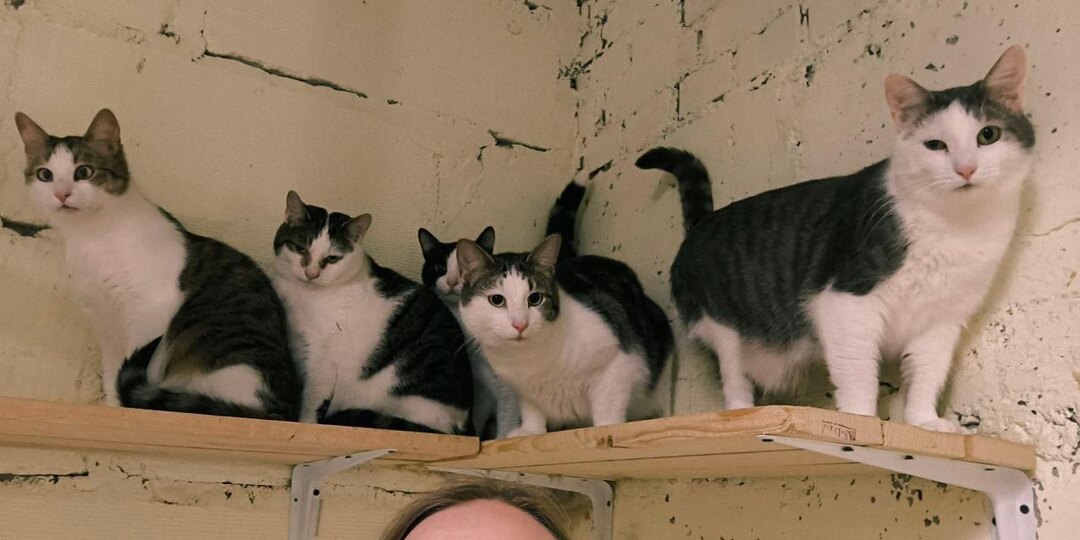 Хроники котиков