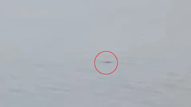 Кадр из видеозаписи наблюдения Несси с веб-камеры у пирса отеля The Clansman (Фото: Cover Media)