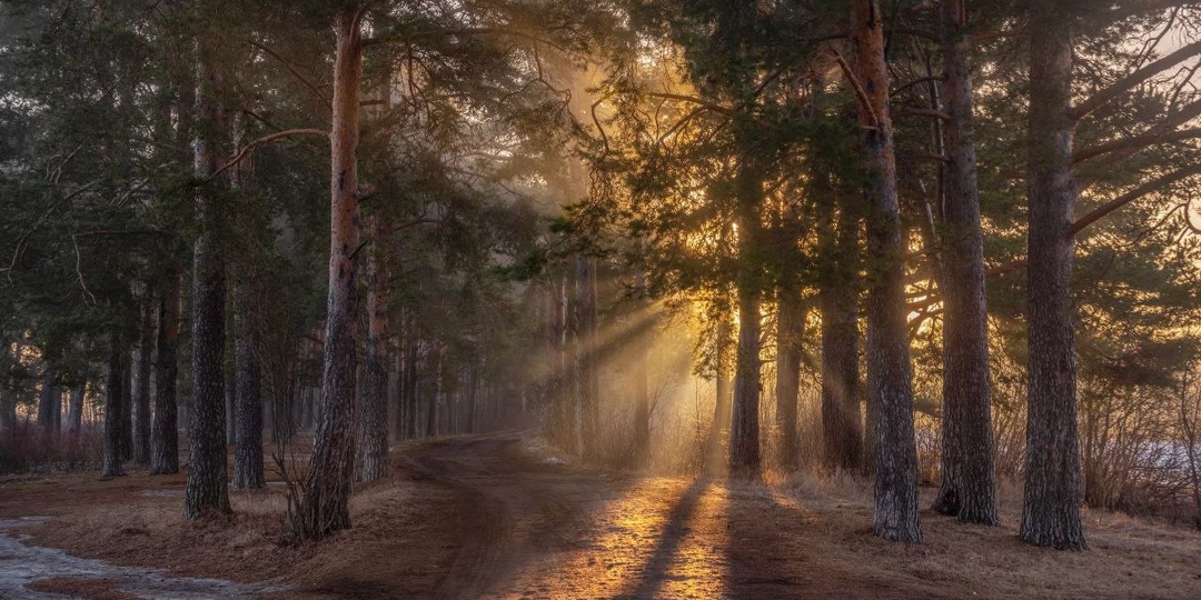 Лес, солнце, утро