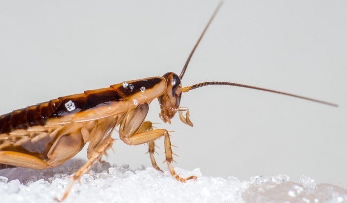 В Калининграде нашли семью с шестью детьми, живущую в квартире с тараканами