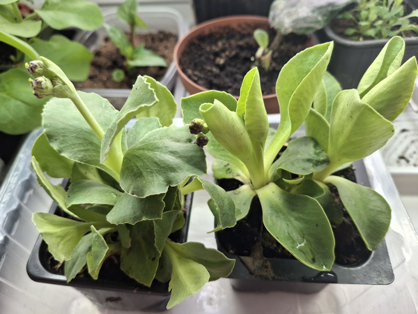 Сильно экономлю на покупке посадочного материала. Заказываю микроклоны