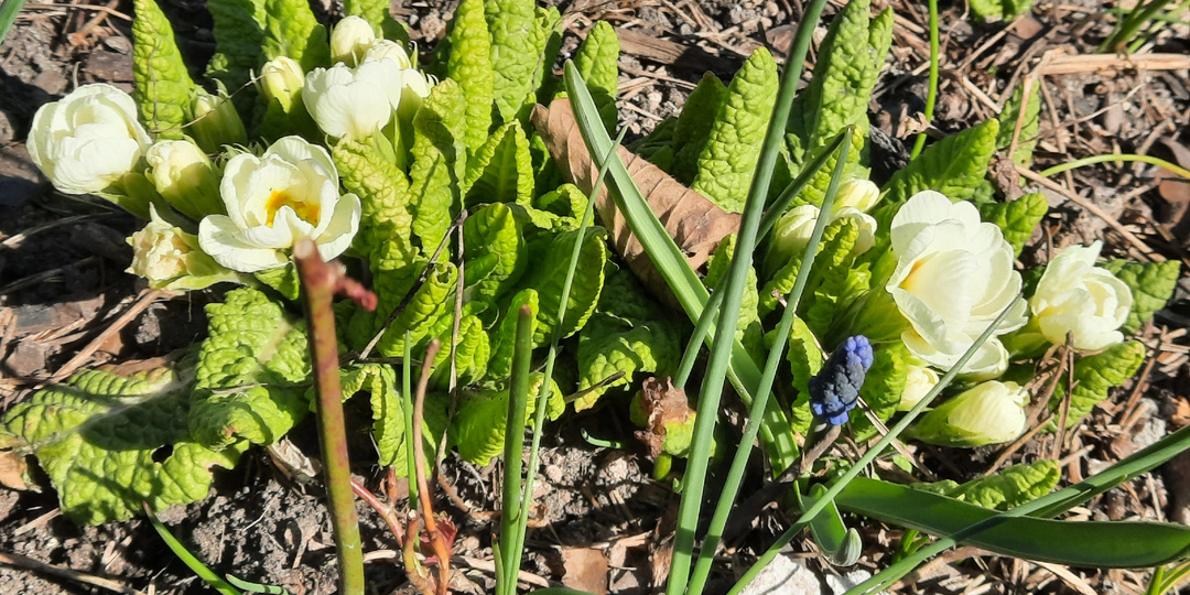 Примулы зацветают, их все больше