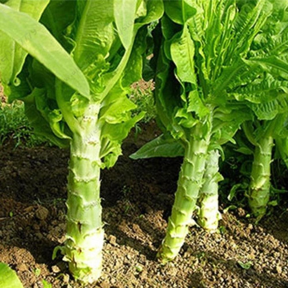 Салат спаржевый