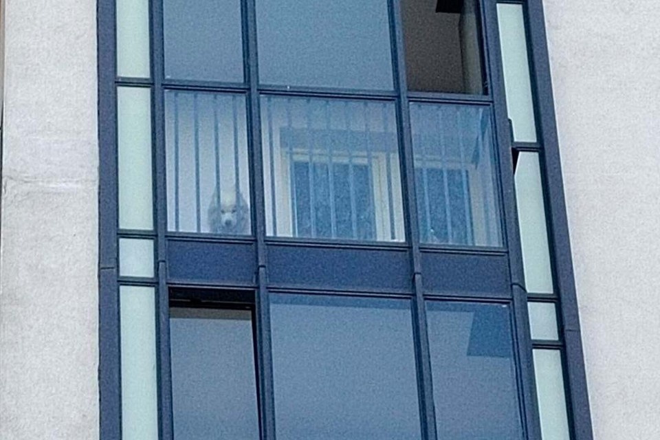    Собака из угла в угол бегает по балкону, привлекая внимание. Фото: ЖК «Шуваловский»/Tg