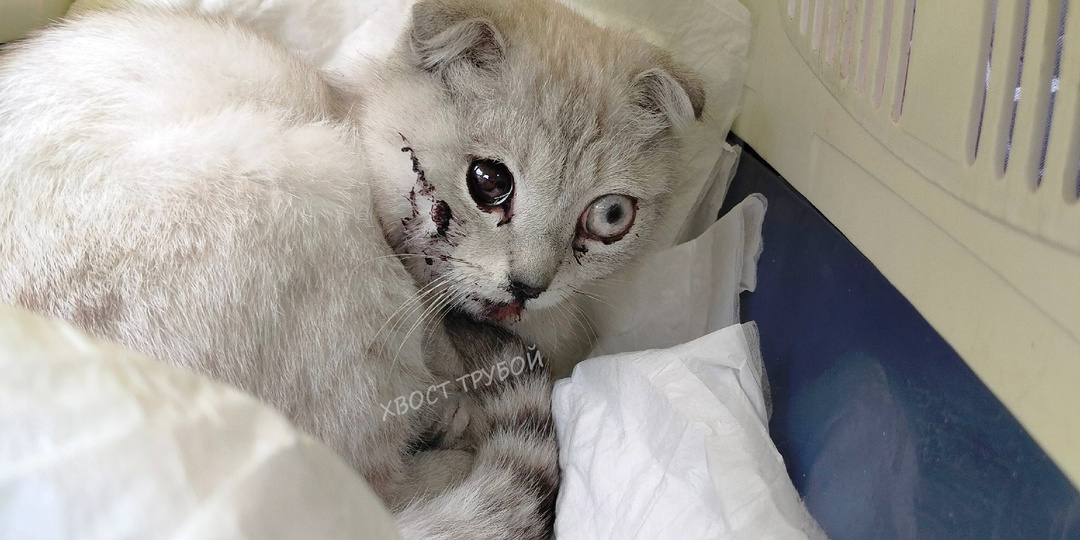 Нашли котёнка на дороге. Пытаемся починить чью-то сломанную "игрушку"