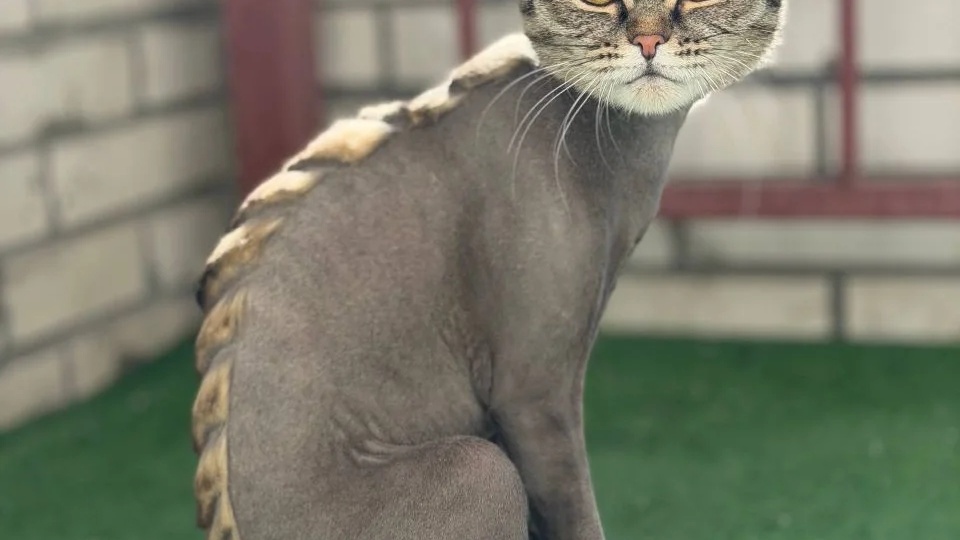 Привет из дома, где сбываются кошачьи мечты! Новости от Бершки!