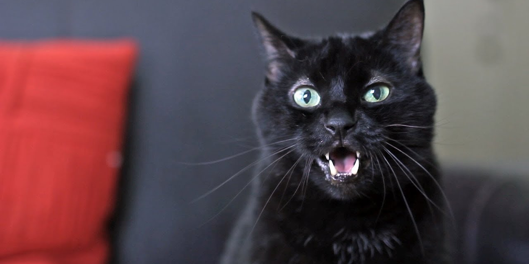 😸Почему коты орут в 3 часа ночи? Рассекречивание от первого лица