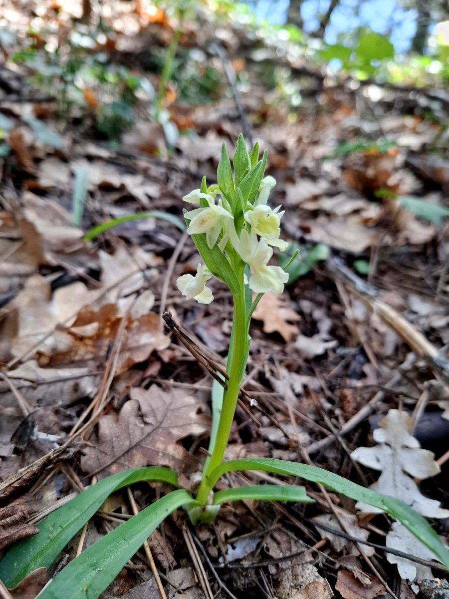 Пальчатокоренник римский. Ореанда. 16 апреля 2026 год. 
