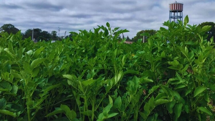 Сорт картофеля с двойной устойчивостью к вирусам, наиболее часто поражающим урожай, создали аргентинские ученые