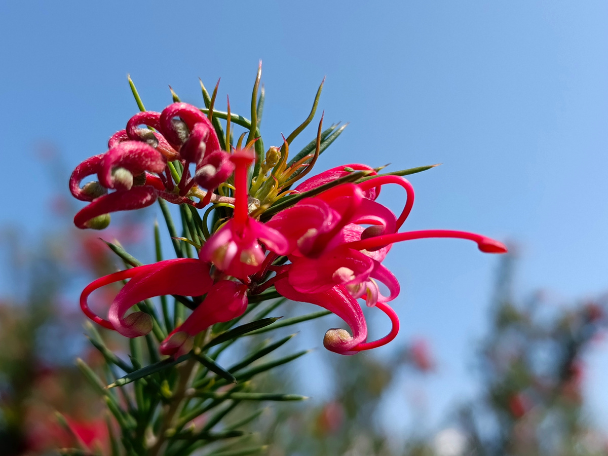 Адлер, Гревиллея розмаринолистная, апрель 2026 года