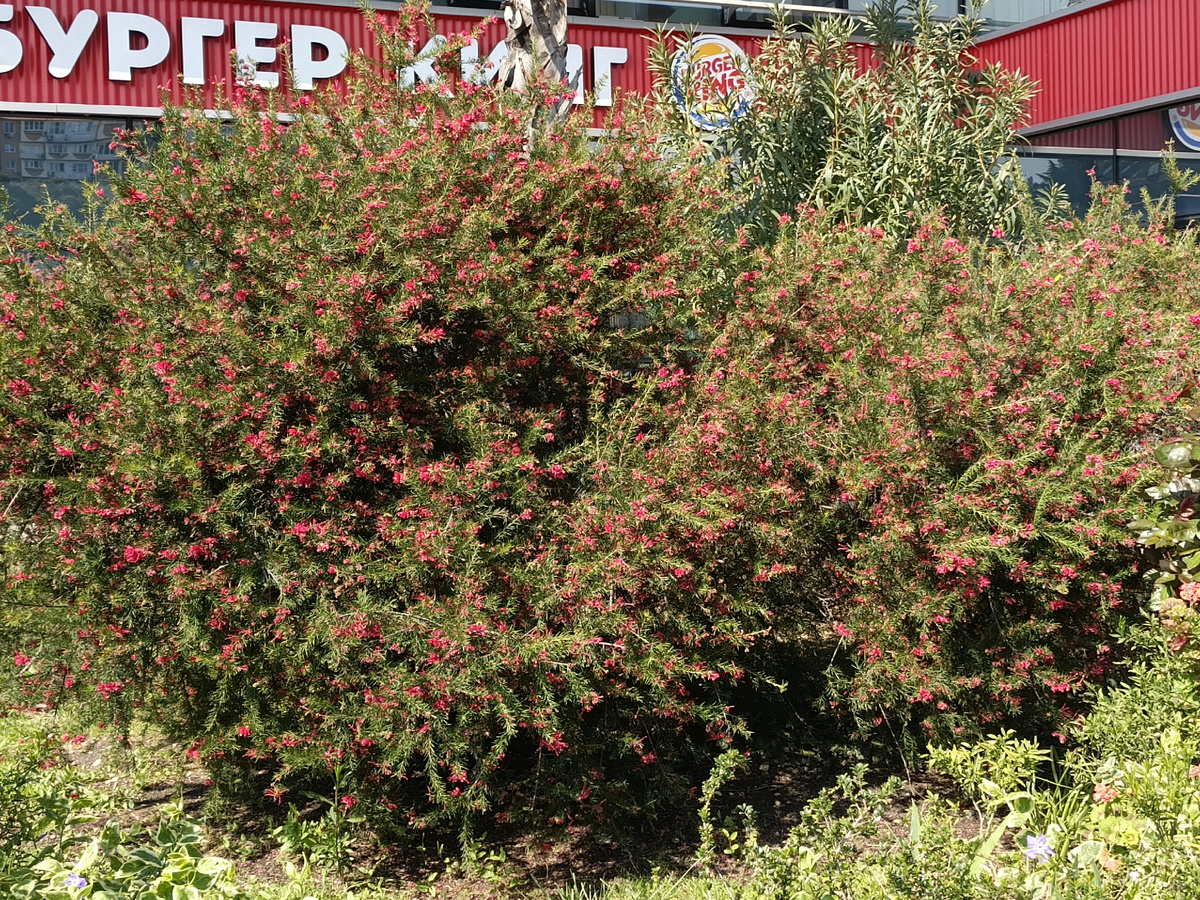 Адлер, Гревиллея розмаринолистная, апрель 2026 года