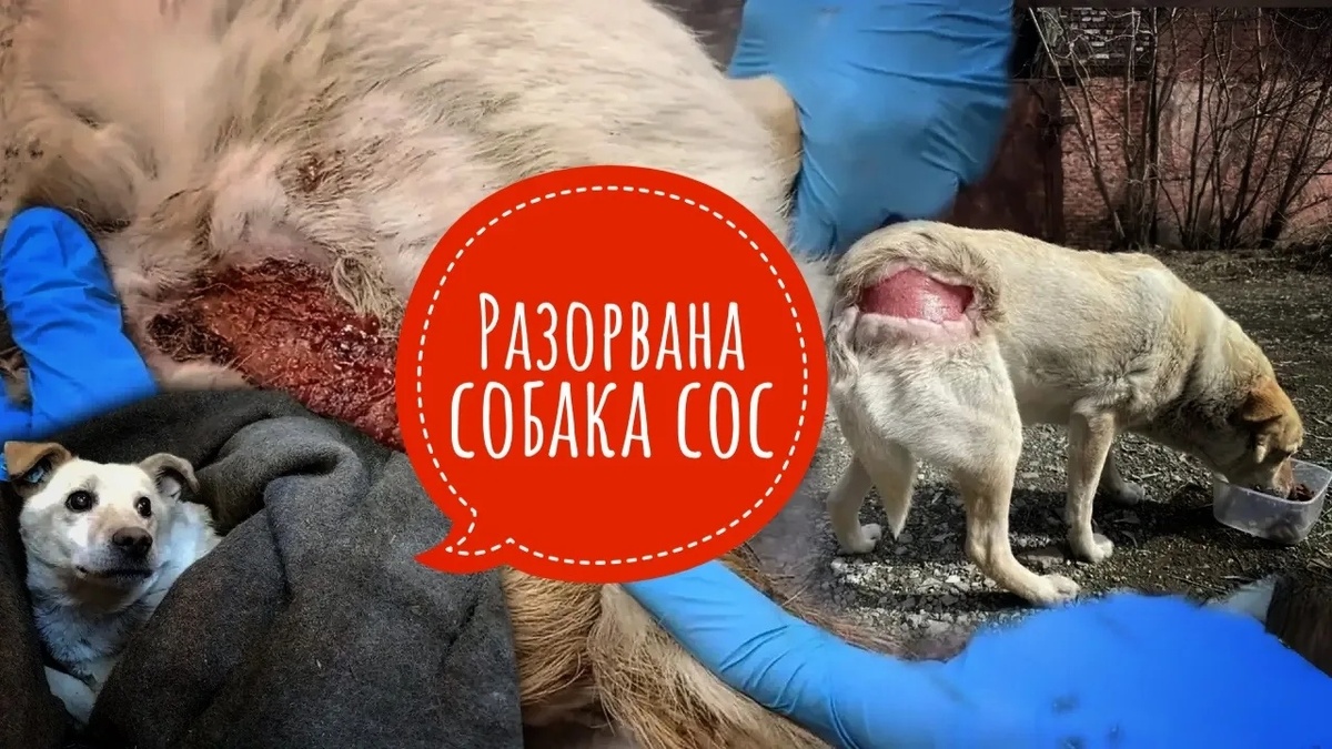 Каждый час на счету. Помощь нужна была ещё вчера!