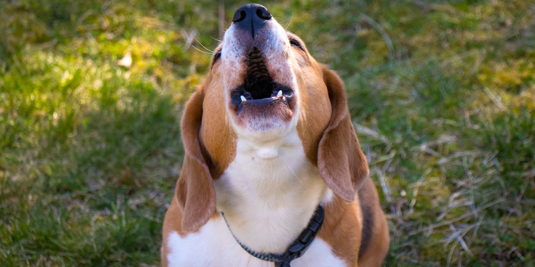 Пять самых громких пород собак: кто в доме главный «сигнал тревоги»?