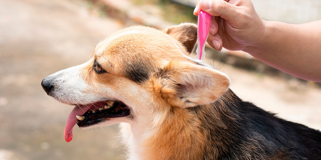 Как часто нужно обрабатывать питомца от паразитов?