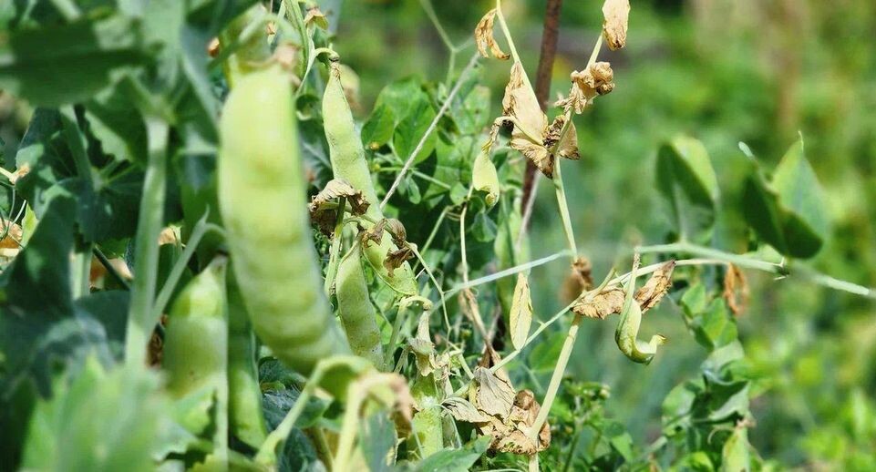    REGIONS/Наталья Надточая