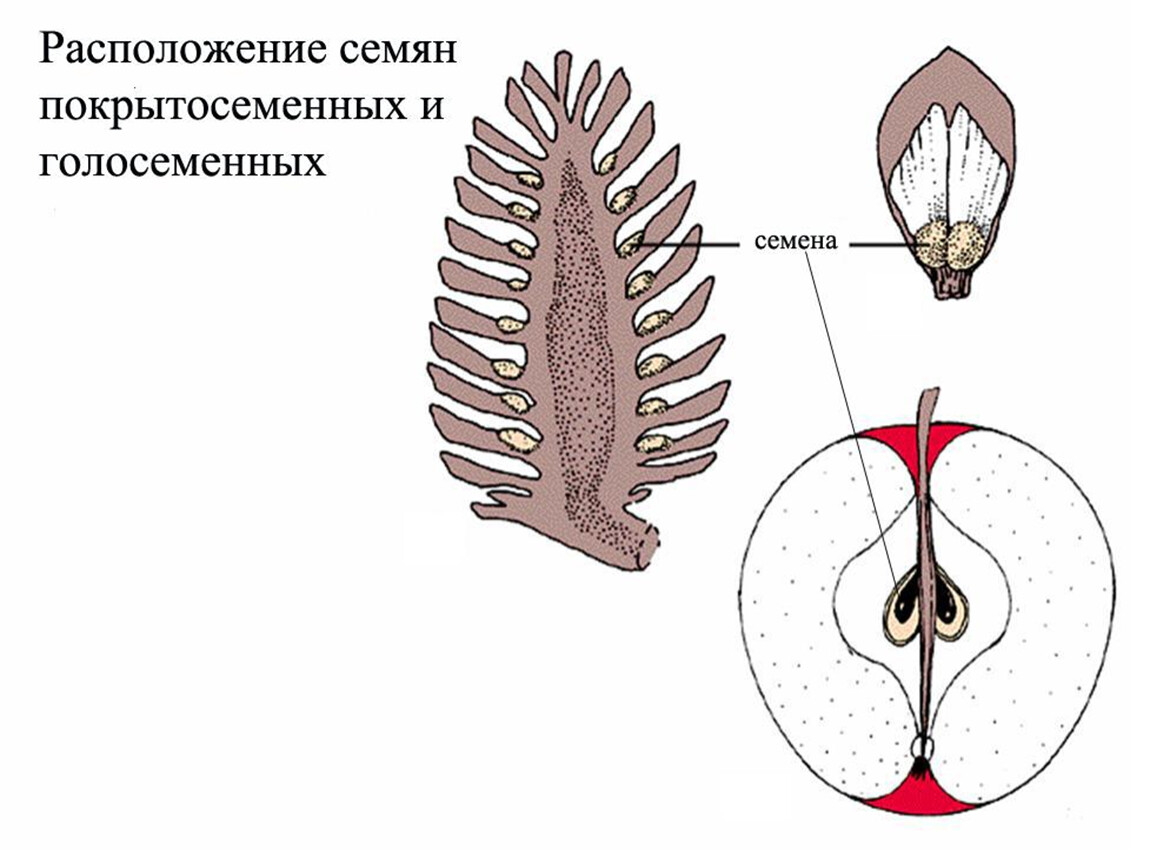 рисунок из сети интернет