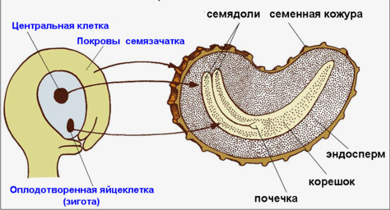 рисунок из сети интернет 