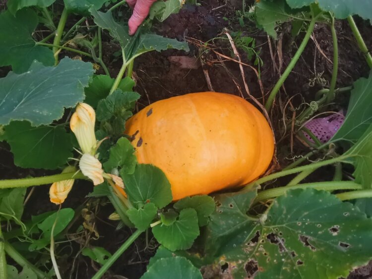    Фото: Лукьянов Дмитрий, AgroXXI.ru