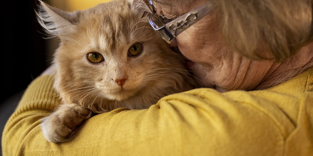 🐱 Ошибки владельца, которые реально сокращают жизнь кошки (и как их не допустить)