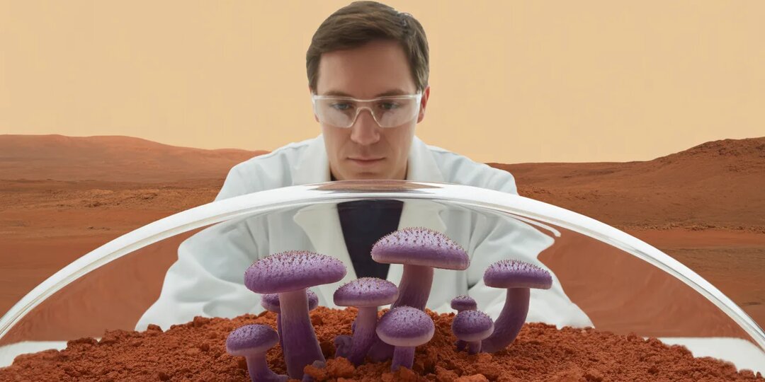 NASA: Земные грибы способны пережить путешествие на Марс и существовать на его поверхности