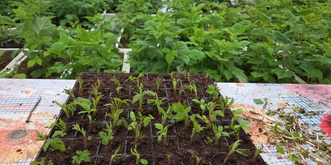 На улице дождь, а мы тыкаем крапивку малины