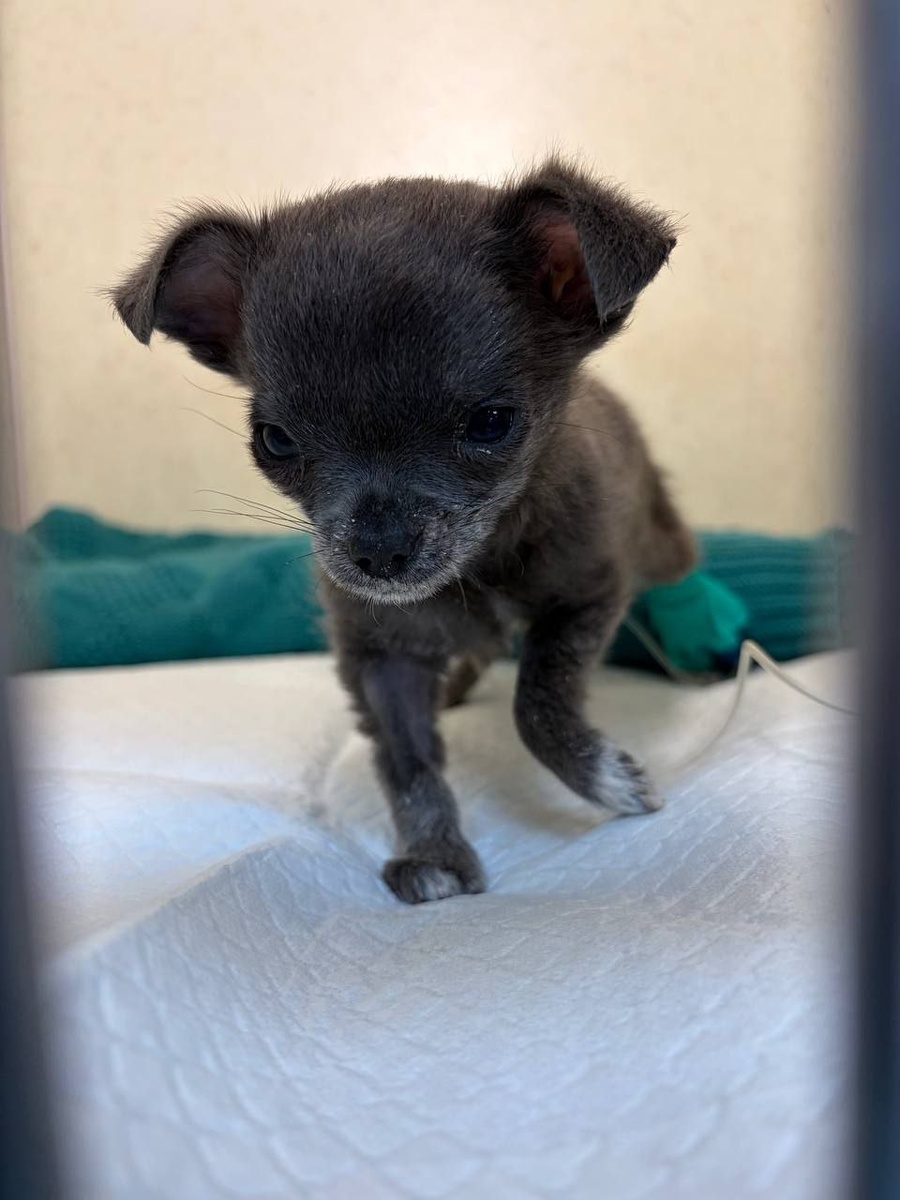 Огурчик из приюта Домик Мелкашей Балашиха